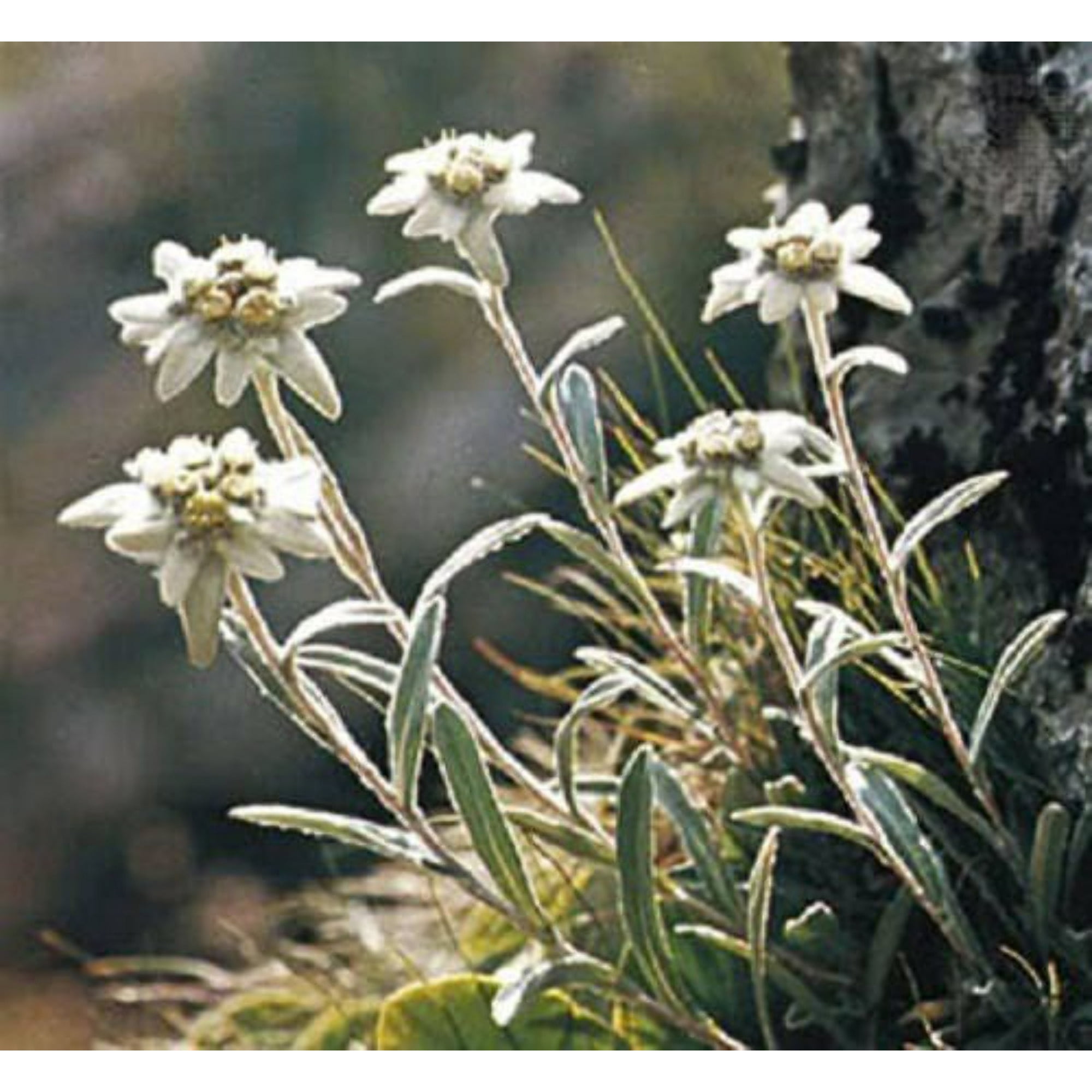 Storage Water Heater Crompton Swh 1310 Solarium Aura Crompton Swh