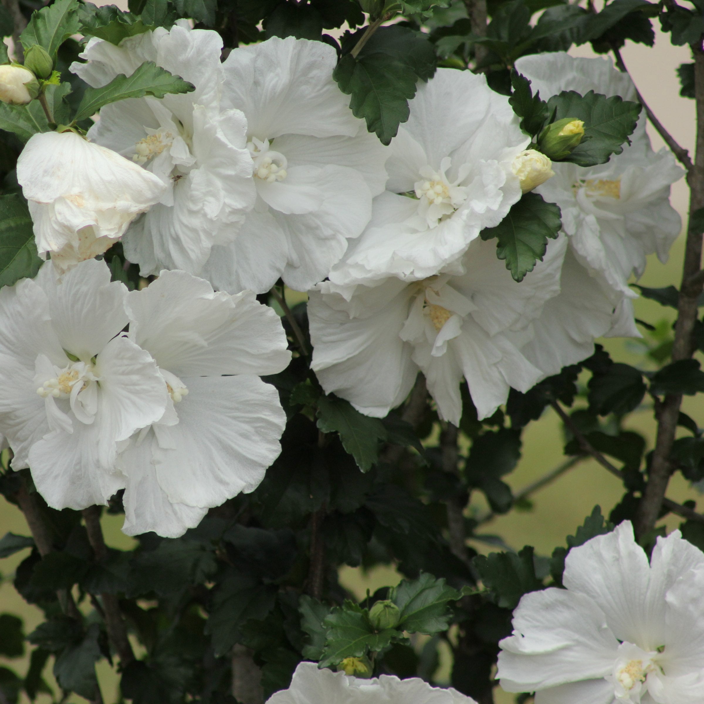 National Plant Network 3 gal. Hibiscus White Pillar Live Shrub