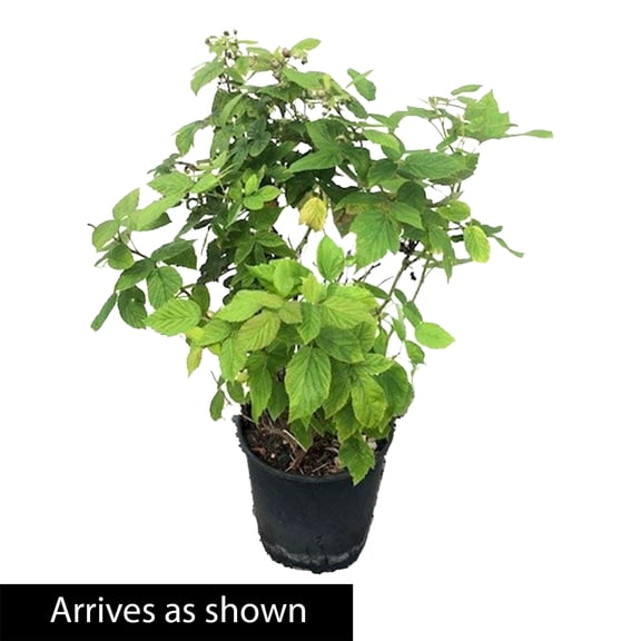 Direct Gardening 2 Gal. Pot, Latham Raspberry Bush, Deciduous Fruit Bearing Plant