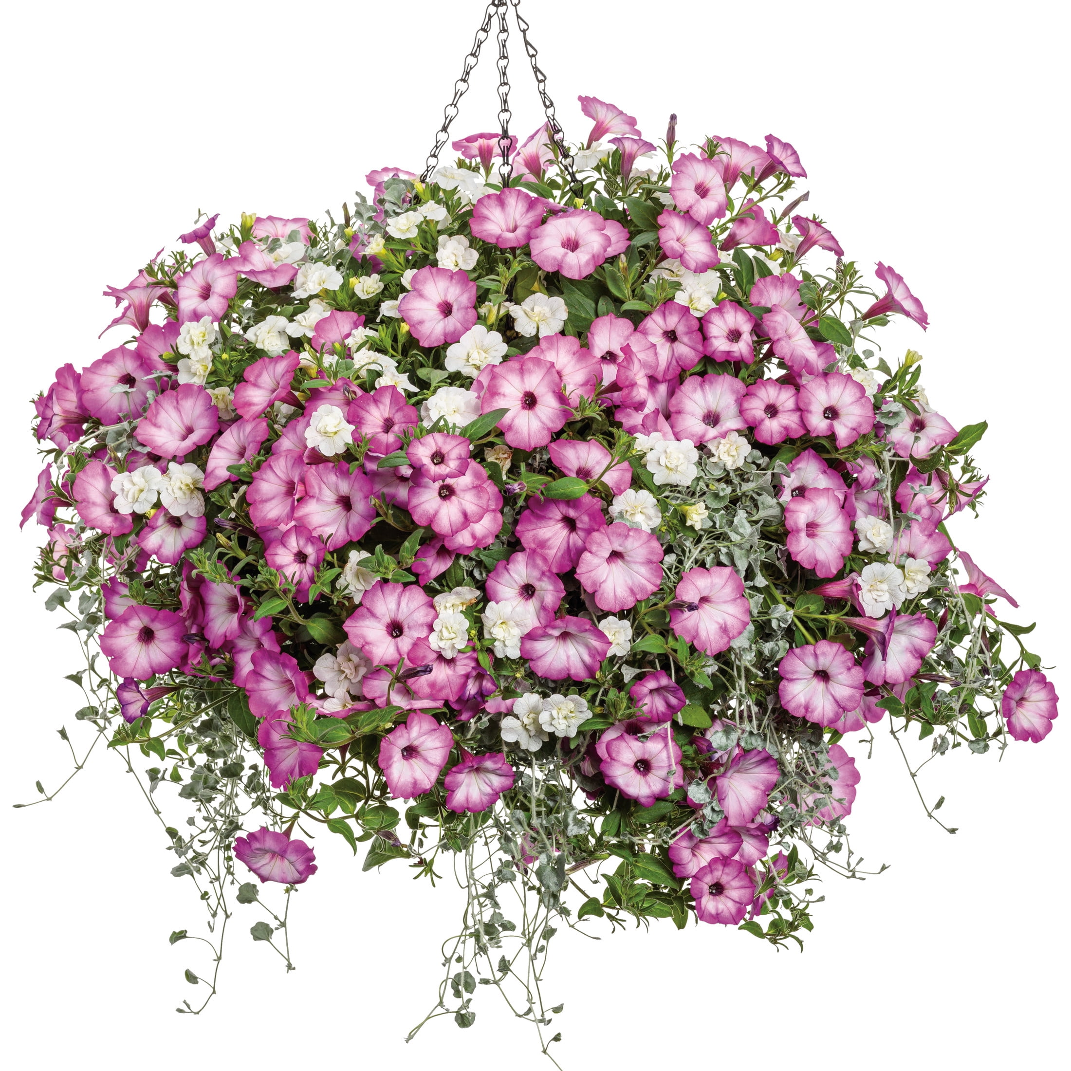 Proven Winners 4" Supertunia Pink Tiara Petunia Live Plant in 4.25" Pot (4 Count)
