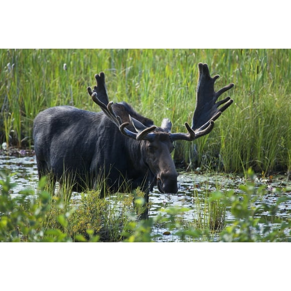 Moose near Lake Opeongo, Algonquin Provincial Park; Ontario, Canada Poster Print (38 x 24)