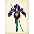 thumbnail image 2 of Curtis 11x14 Black Ornate Wood Framed with Double Matting Museum Art Print Titled - Curtis Iris V, 2 of 4