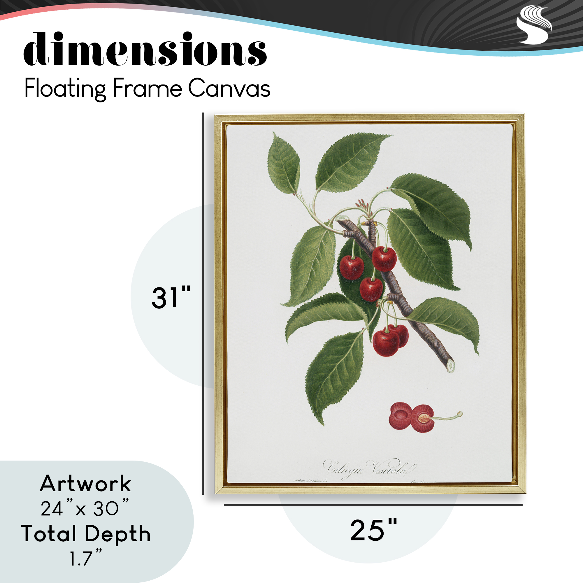 Latin Study of Cherry Plant Gold Framed Floater Canvas Wall Art, design by Lettered and Lined