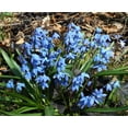 thumbnail image 3 of Blue Spring Beauty - Scilla siberica - 35 Bulbs - 6/7 cm Bulbs, 3 of 3