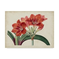 Trademark Fine Art 'Amaryllis Splendor II' Canvas Art by Curtis
