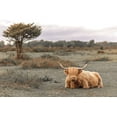 thumbnail image 2 of Frank, Assaf 18x13 White Modern Wood Framed Museum Art Print Titled - Highland Cow II, 2 of 4