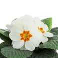 thumbnail image 3 of Primula - Outdoor Live Plants, 3 of 22