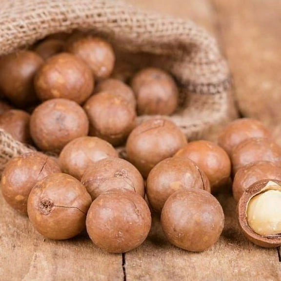 Macadamia Nuts- Raw Inshell- Jumbo 1lb