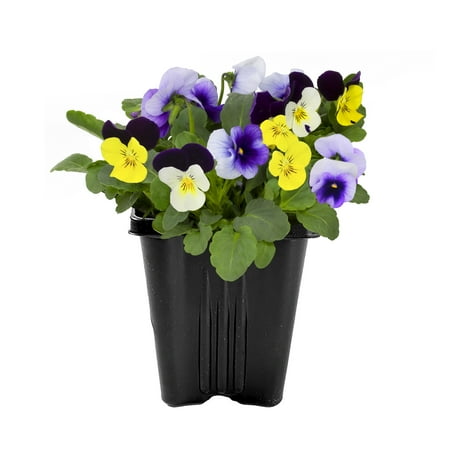 Expert Gardener 1PT Viola Alyssum Live Plant