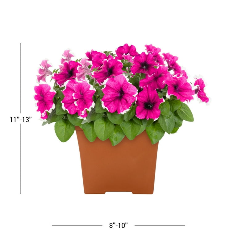 Expert Gardener 1gal Multicolor Petunia Live Annual Plant Decorative Pot  Sun - Walmart.com