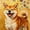 Shiba Inu01, variant on Smiling Orange Tabby Cat Framed Wall Art, Solid Wood Frame Cozy Warm Oil Painting Print, Cute Cat Wall Decor for Bedroom Bathroom, 12x16in