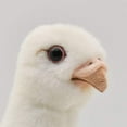 thumbnail image 4 of Hansa Dove Peluche, Blanc, 4 of 6