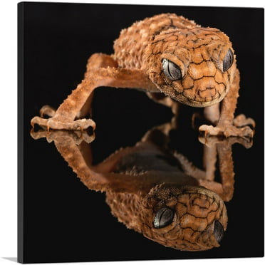ARTCANVAS Gecko Home decor Canvas Art Print - Size: 18" x 18" (0.75" Deep)