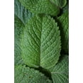 thumbnail image 2 of Peppermint Seeds/ Perennial/ Full Sun/ 400K Seeds 1 oz/ Zellajake Farm and Garden - B321, 2 of 5