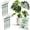 Monstera (Green), variant on Twigs Ga Stackable Plant Support Monstera Green 5 Pack 17"