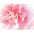 thumbnail image 3 of Bane, Eva 18x15 Black Modern Framed Museum Art Print Titled - Pretty Pink Blooms IV, 3 of 5
