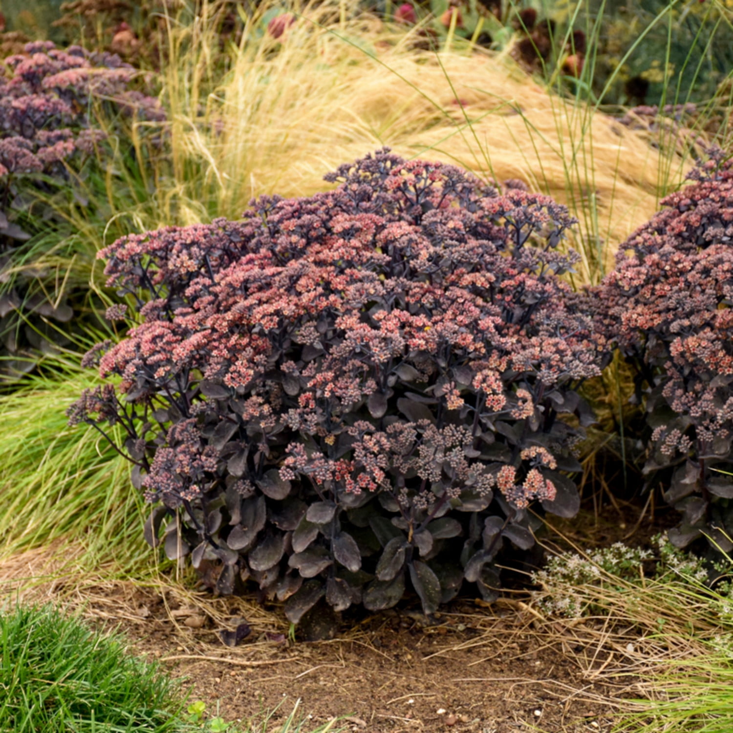 Proven Winners 6" Red Rock 'N Grow 'Back in Black' Stonecrop Live Plant in 6.5" Pot