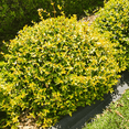 thumbnail image 3 of Abelia Kaleidoscope – Colorful Evergreen Shrub with Variegated Foliage for Landscapes, 3 of 6