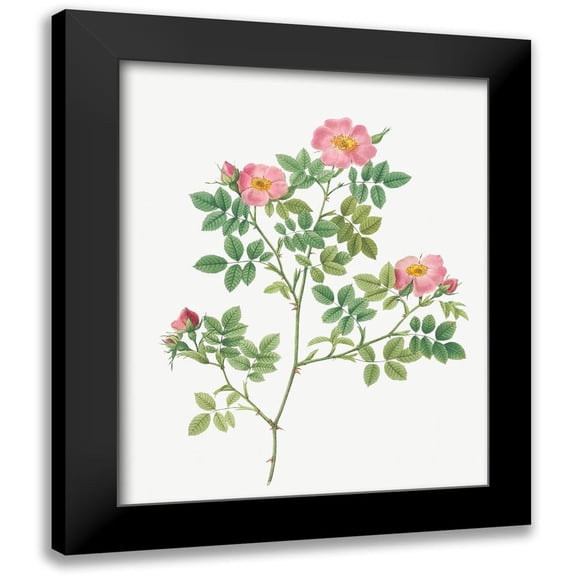 Redoute, Pierre Joseph 12x14 Black Modern Framed Museum Art Print Titled - Corymb Rose, Rose Bush, Rosa dumetorum