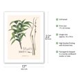 thumbnail image 2 of Ouricana Palm Tree Leaf & Root (Geonoma Pauciflora) - Vintage Botanical Illustration by Carl Friedrich Philipp von Martius c.1820s - Bamboo Fine Art 290gsm Paper (Unframed) 17x22in, 2 of 4