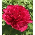 thumbnail image 2 of 10+Seeds| Red Charm Peony Perennial Seeds - Authentic Seeds - Perennial~GMO Free~~Flower seeds ~ Asian Garden~ Herbs B5G1#B041, 2 of 5
