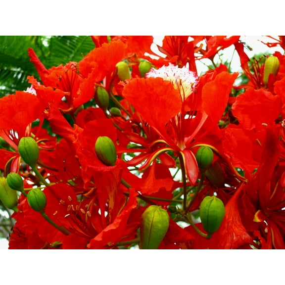 Serendipity Seeds 10 Flame Tree Delonix Regia Plant Seeds