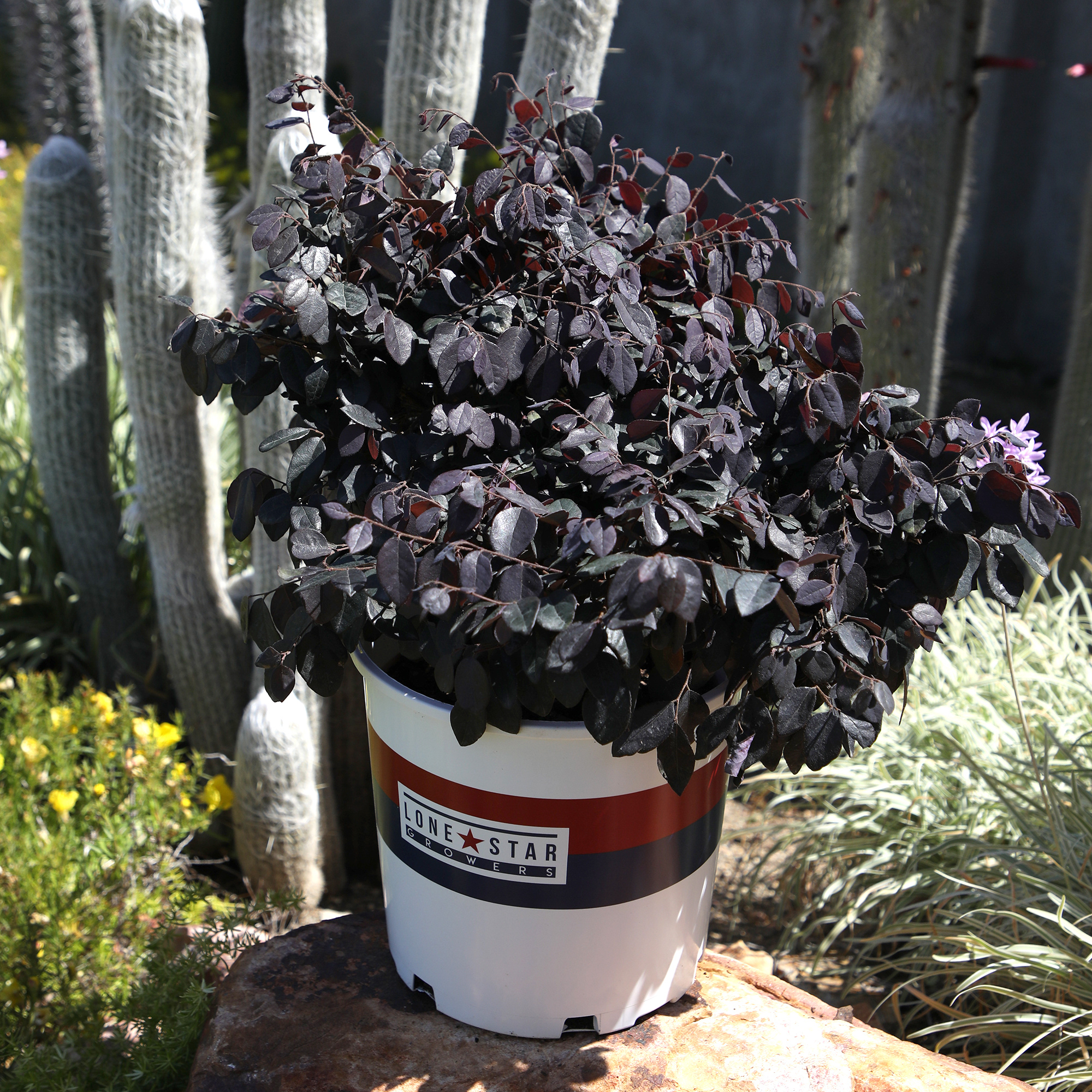 Lone Star Growers Dark Plum Loropetalum Cerise Charm Live Plants in Pot
