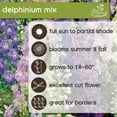 thumbnail image 4 of Expert Gardener Delphinium Mix Set of 5 Dormant Bare Roots for Partial Sun, Multi-Color, Perennial, 4 of 7