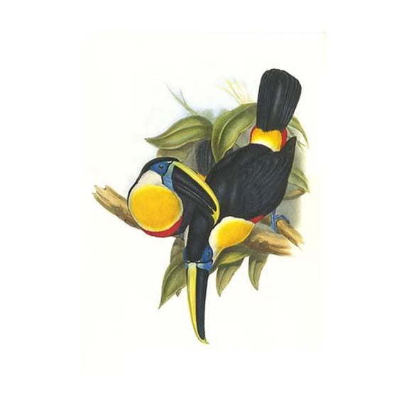 Hybrid Toucan-Fine Art Canvas Print (20" x 30")