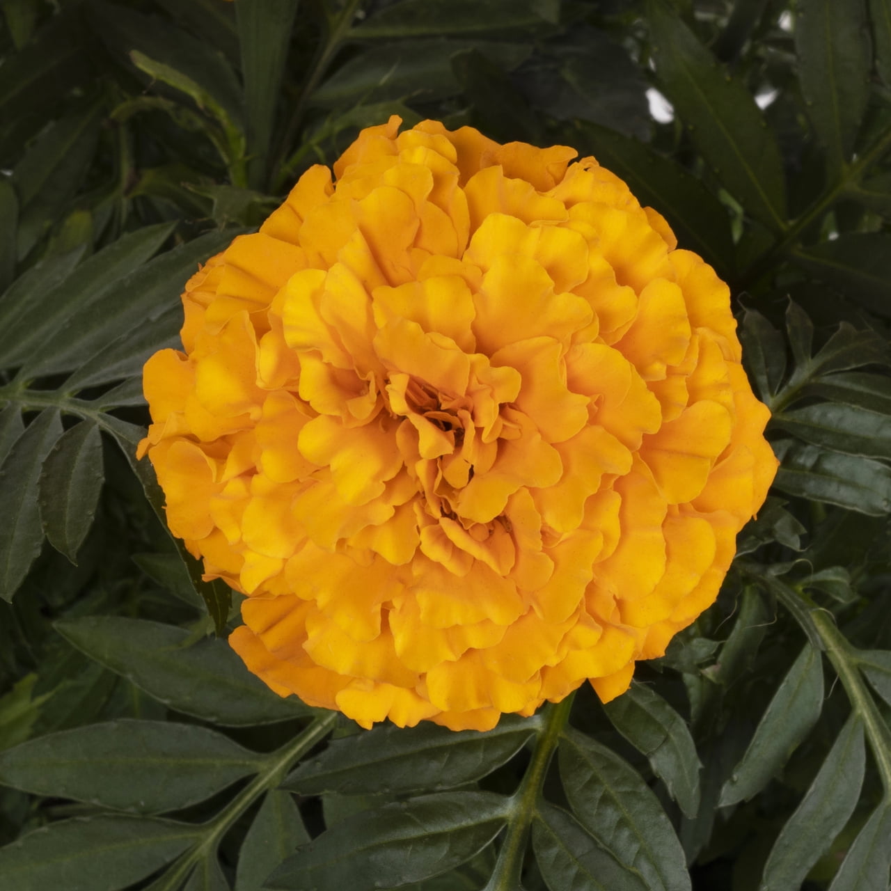 Expert Gardener Orange Marigold Live Annual Plant, 2QT Grower Pot, 3-Pack