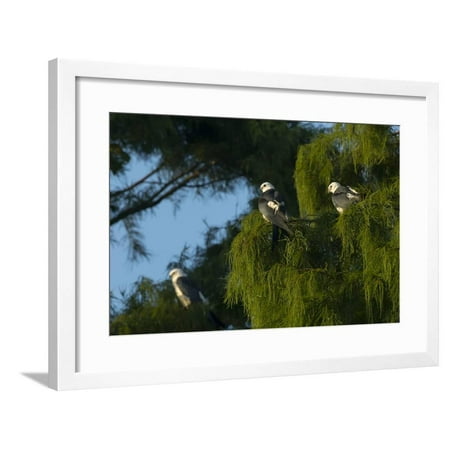 Woodruff Park Swallow-Tailed Kites Roosting, Lake Woodruff NWR, Florida Framed Print Wall Art By Maresa Pryor ()
