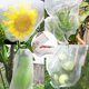 thumbnail image 2 of Set of 100 bags with drawstring 15 x 10cm in anti-insect mesh, Nylon garden protection net, Reusable fruit and plant protection bag, Anti-bird grape b, 2 of 5
