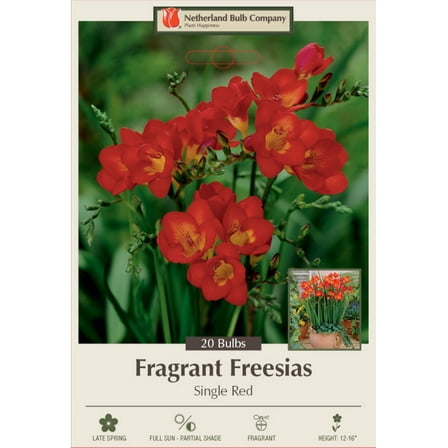 Red Single Freesia 20 Bulbs - Fragrant - 6/  cm Bulbs