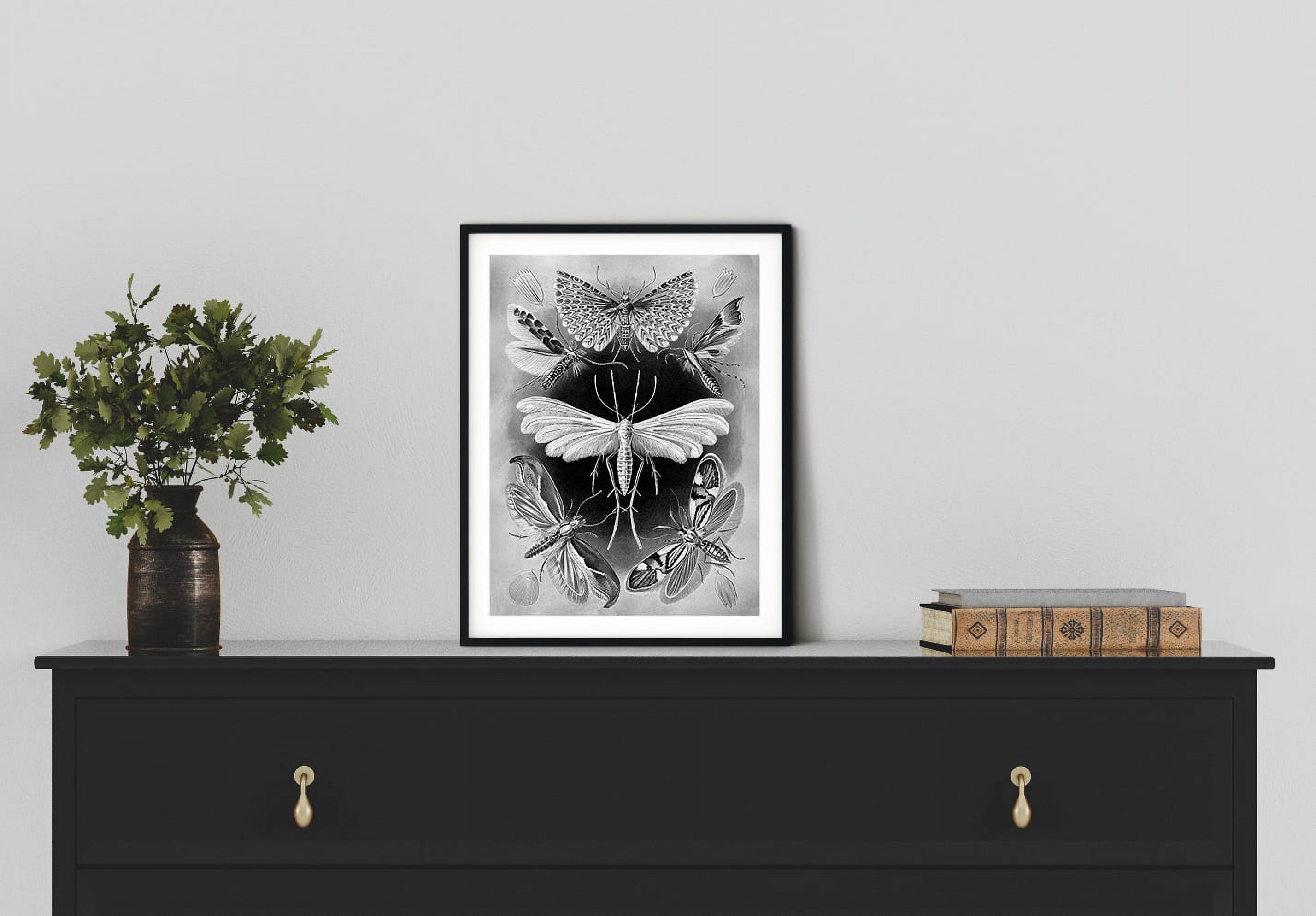 Haus and Hues Haeckel Prints Gothic Wall Decor Aesthetic Witch Poster, Witch  Art, Macabre Poster Gothic Posters for Walls 12