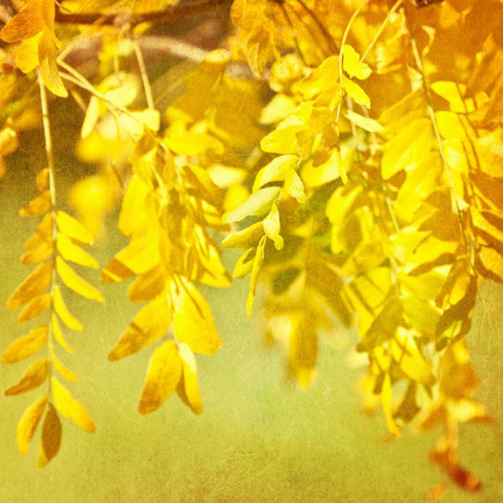 Autumn Photography I Poster Print - Sylvia Coomes (12 x 12)