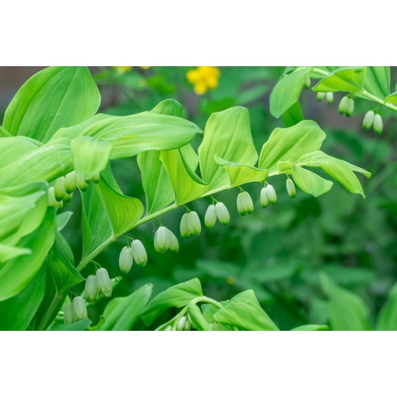 Solomon's Seal Plants for Growing, Weeping Blooms, Easy to Grow, Not Seeds, Healthy Rootstock (1 Plant)