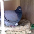thumbnail image 2 of For Racing Homing Pigeons Pigeon Eggs 10PCS White Plastic Fake Eggs Hot New Sale, 2 of 9
