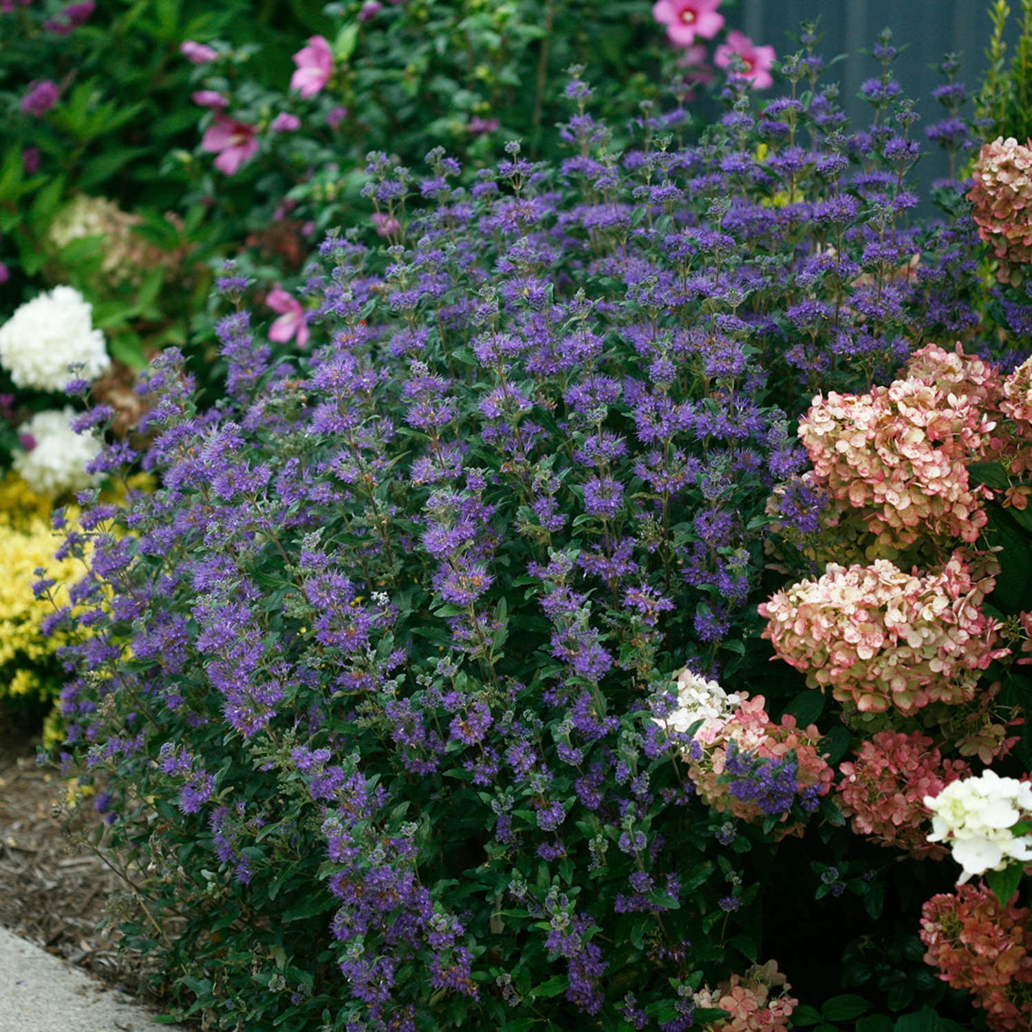 Proven Winners ColorChoice 6" Blue Beyond Midnight Bluebeard Live Plant in 7.5" Pot