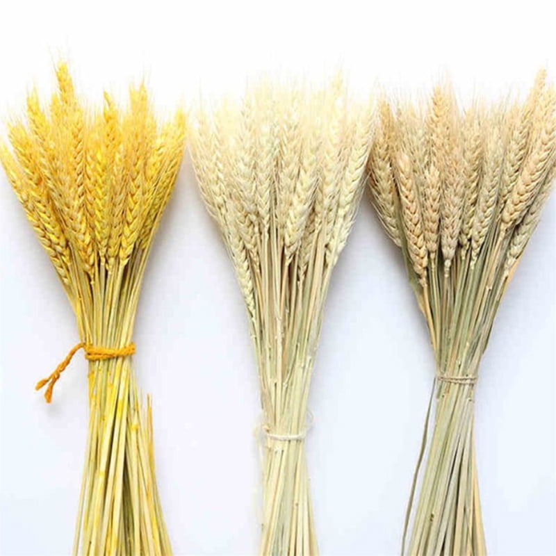 50Pcs Dry Wheat Ear Flower Natural Dried Flowers DIY Wedding Party Home Decor 