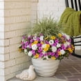 thumbnail image 5 of Proven Winners 4" Superbena Whiteout Verbena Live Plant in 4.25" Pot (4 Count), 5 of 9