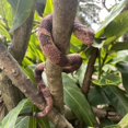 thumbnail image 4 of Juguete con forma de serpiente falsa HOHAJIU, cascabel, goma, 26 cm, Scare Birds, 4 of 8