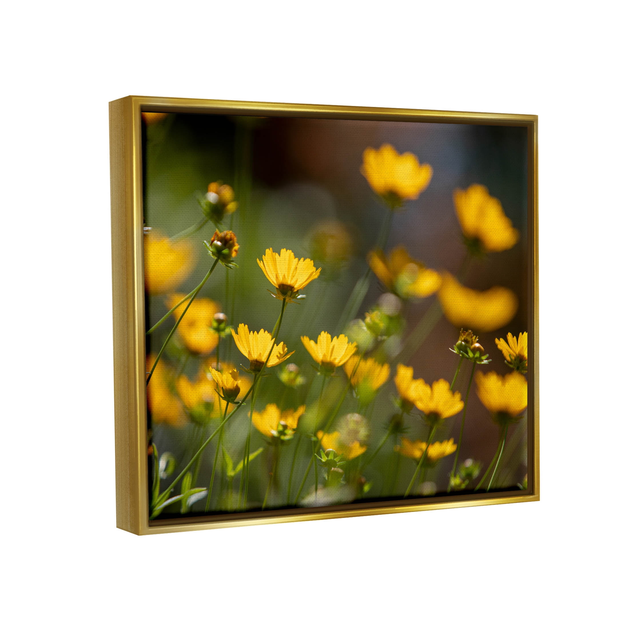 Yellow Daisy Wildflower Field Botanical & Floral Photograph Metallic Gold Framed Art Print Wall Art