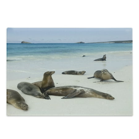 

Ecuador Cutting Board Galapagos Island Sea Lions at Sandy Beach Seascape Nature Photo Animal Travel Decorative Tempered Glass Cutting and Serving Board in 3 Sizes by Ambesonne