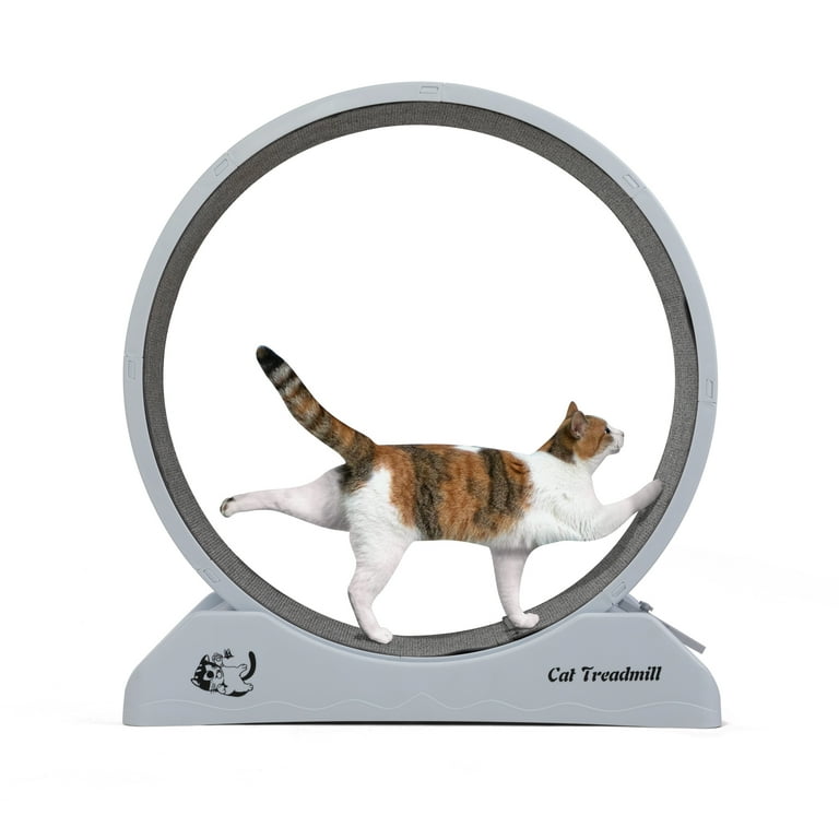 Cat hamster wheel discount