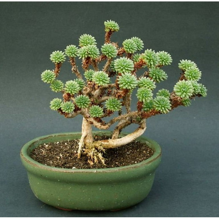 Joshua Tree Bonsai Seeds - 10 Indoor Plant Seeds to Grow - Highly Prized  North American Native - Walmart.com