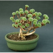 Joshua Tree Bonsai Seeds - 10 Seeds to Grow - Highly Prized Joshua Tree