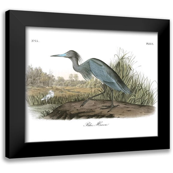 Audubon, John James 14x12 Black Modern Framed Museum Art Print Titled - Blue Heron