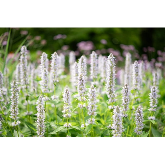 500 GIANT YELLOW HYSSOP Agastache Nepetoides Herb Flower Seeds