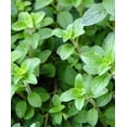 thumbnail image 5 of Scarborough Seeds Italian Oregano 1000 Seeds Herb Heirloom Non-GMO Fragrant Rare, 5 of 5
