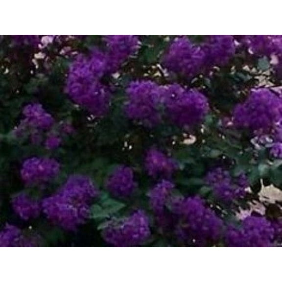 35  Crape Myrtle Purple Seeds/Perennial Tree